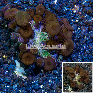 LiveAquaria® Cultured Protopalythoa Polyps