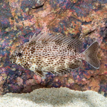 Brown Spotted Spinefoot