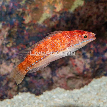 Longfin Fairy Wrasse 