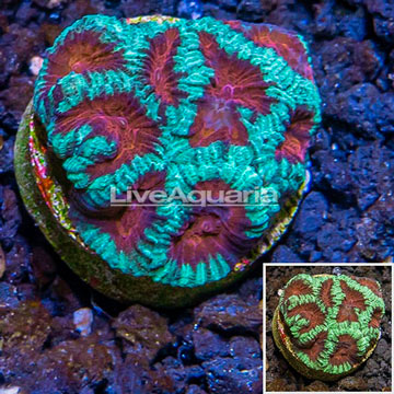 LiveAquaria® Cultured Favia Coral