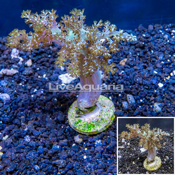 XL LiveAquaria® Cultured Pineapple Tree Coral 