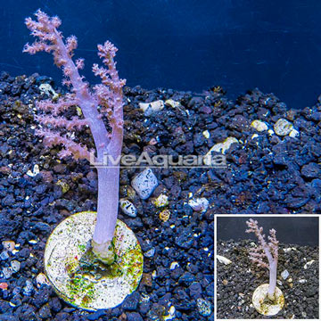 LiveAquaria® Cultured Pineapple Tree Coral