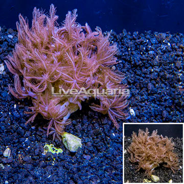 LiveAquaria® Cultured Anthelia Coral