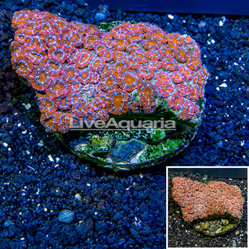 Acan Lord Coral Indonesia