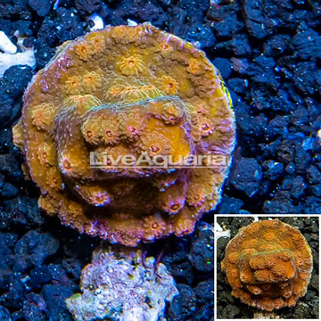 LiveAquaria® Cultured Cyphastrea Frag