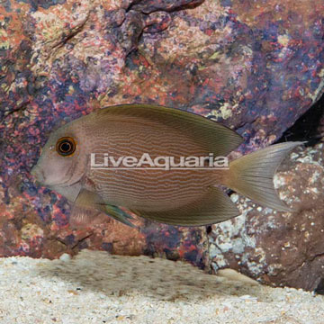 Striated Bristletooth Tang