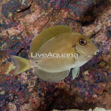 Epaulette Surgeonfish