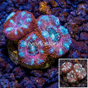 LiveAquaria® Cultured Acan Lord Coral