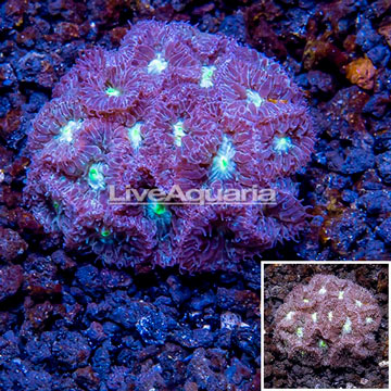 LiveAquaria® Purple Blastomussa Coral