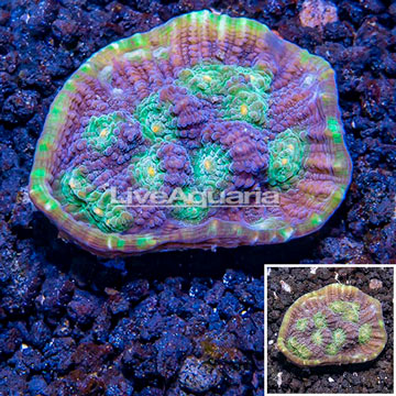 LiveAquaria® Cultured Ultra Chalice Coral