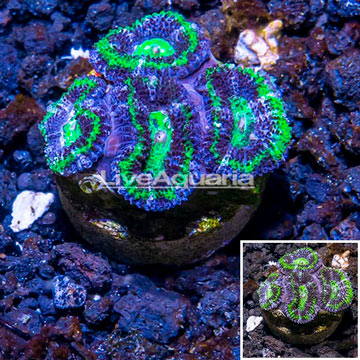 LiveAquaria® Cultured Acan Lord Coral