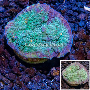 LiveAquaria® Cultured Ultra Chalice Coral