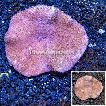 Toadstool Leather Coral Vietnam