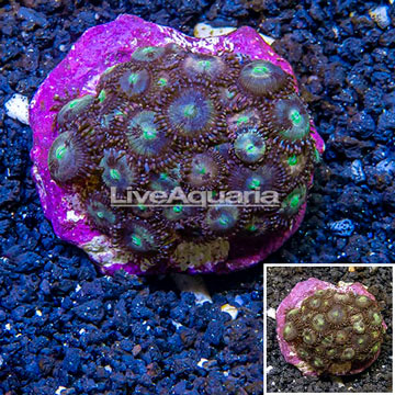 Zoanthus Coral Indonesia