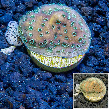 LiveAquaria® Cultured Pavona Coral