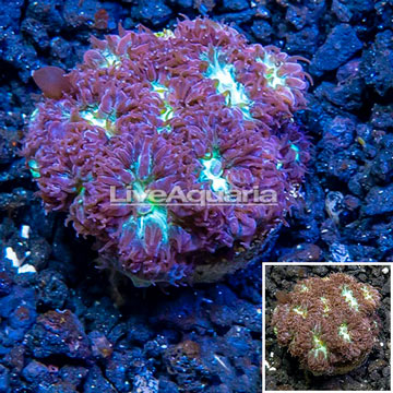 LiveAquaria® Cultured Blastomussa Coral