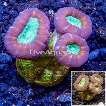 LiveAquaria® Cultured Candy Cane Coral 