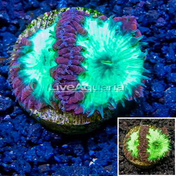 LiveAquaria® Cultured Blastomussa Coral 