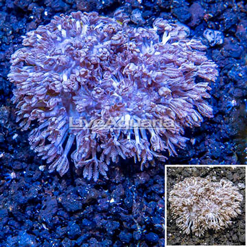 LiveAquaria® Cultured Xenia Coral