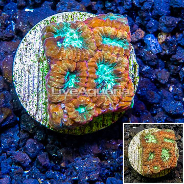 LiveAquaria® Cultured Favia Brain Coral 