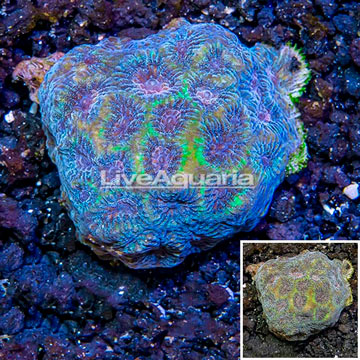 LiveAquaria® Cultured Goniastrea Coral