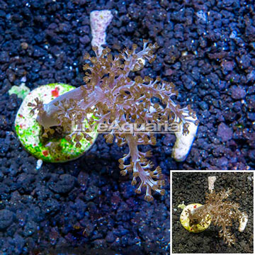 LiveAquaria® Cultured Tree Coral