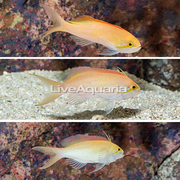 Carberryi Anthias, Trio