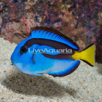 Yellow Belly Blue Tang