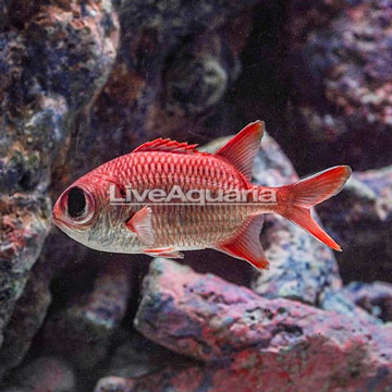 Blotcheye Soldierfish