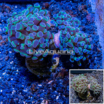 LiveAquaria® Cultured Hammer Coral