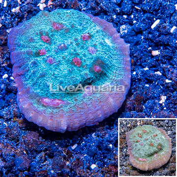 LiveAquaria® Cultured Ultra Chalice Coral