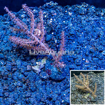 LiveAquaria® Cultured Purple Gorgonia Coral