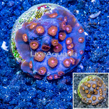 LiveAquaria® Cultured Cyphastrea Frag