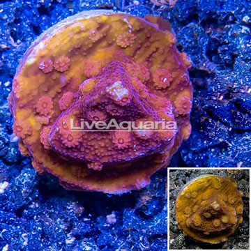 LiveAquaria® Cultured Cyphastrea Frag