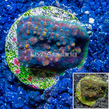 LiveAquaria® Cultured Ultra Chalice Coral