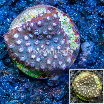 LiveAquaria® Cultured Cyphastrea Frag