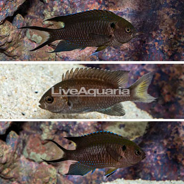 Regal Damselfish, Trio