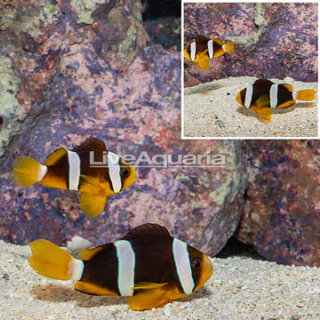 Clarkii Clownfish, Pair