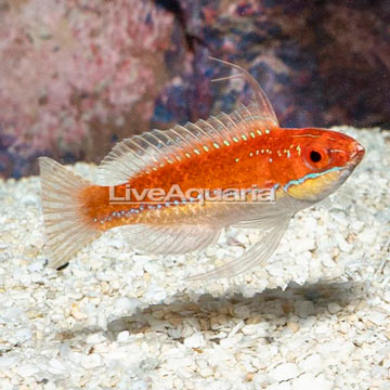 Longfin Fairy Wrasse 