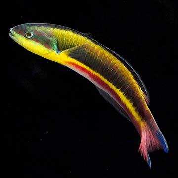 Paddlefin Wrasse, 5