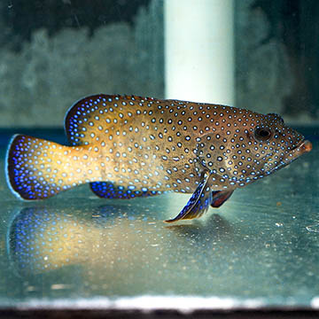 Blue Dot Grouper, 5.75