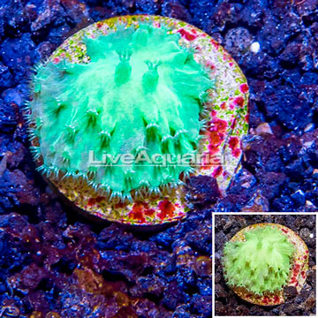 LiveAquaria® Cultured Cabbage Leather Coral