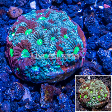 LiveAquaria® Cultured War Coral