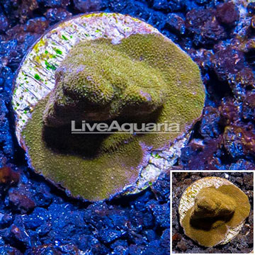 LiveAquaria® Cultured Psammacora Coral