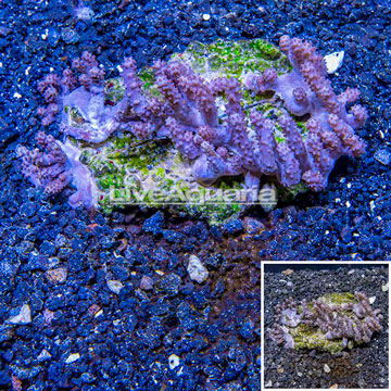 Tree Coral Indonesia