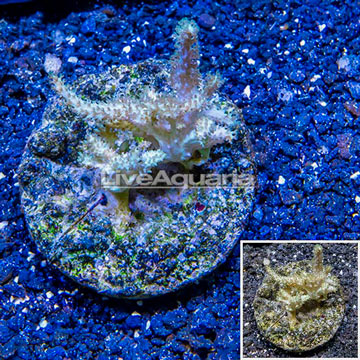 Sinularia Leather Coral Indonesia