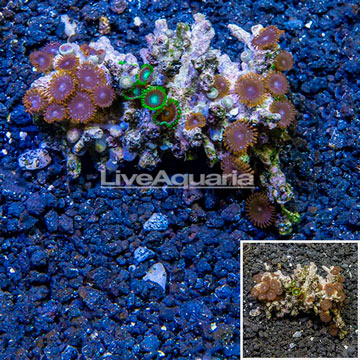 Zoanthus Coral Vietnam