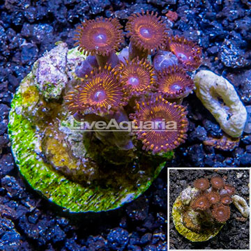 Zoanthus Coral Indonesia