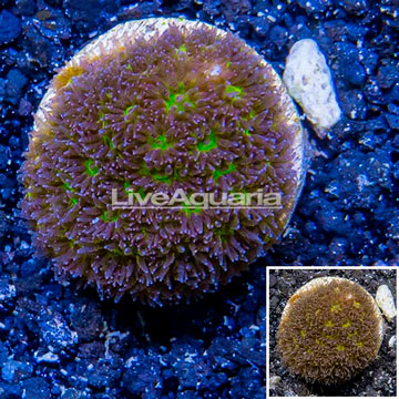 LiveAquaria® Cultured Leptastrea Coral