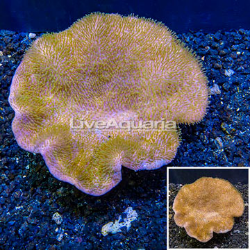 Toadstool Leather Coral Vietnam